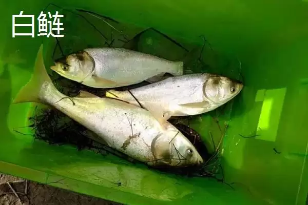 鲢鱼的产地分布 ,鲢鱼在我国分布有何特点呢？插图2