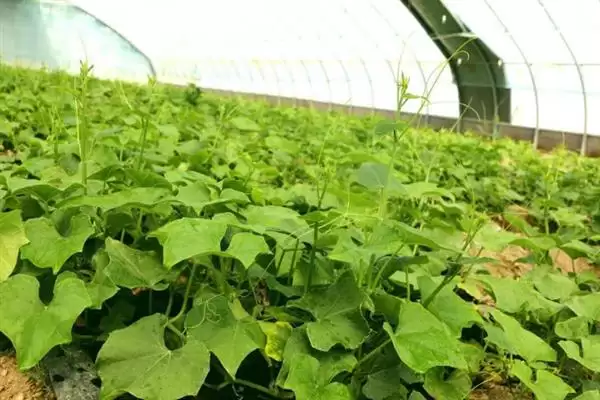 龙须菜的外观形态特征 ,龙须菜花朵和果实有何特点？插图6