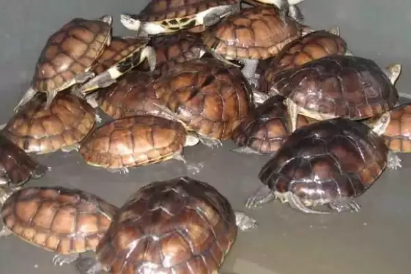 金钱龟的特点 ,金钱龟有哪些主要的特点呢插图1