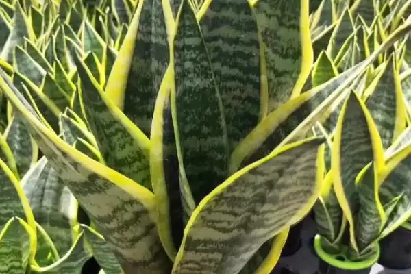 金边虎尾兰的养殖方法 ,如何养殖金边虎尾兰这种植物插图4