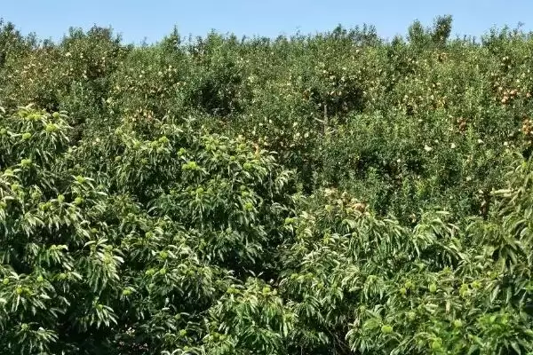 锥栗的种植方法，栽种时间一般在二月份插图2