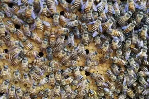 蜂王在蜂群里面的作用，主要作用是产卵繁殖插图3