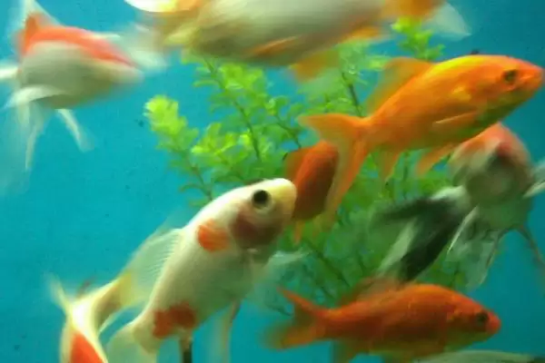 锦鲤和草金鱼的区别 ,锦鲤和草金鱼有哪些不同呢插图3