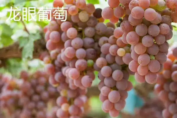 葡萄种类分类揭秘:酿酒系列和鲜食系列的特点对比插图3 葡萄种类分类揭秘:酿酒系列和鲜食系列的特点对比插图3