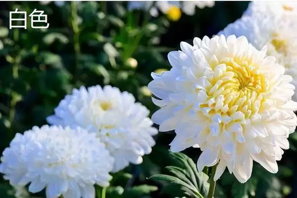 菊花的颜色种类 ,菊花常见的颜色有哪些呢？插图5