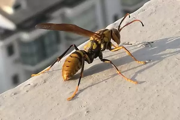黄脚胡蜂是什么，它又叫墨胸胡蜂插图2