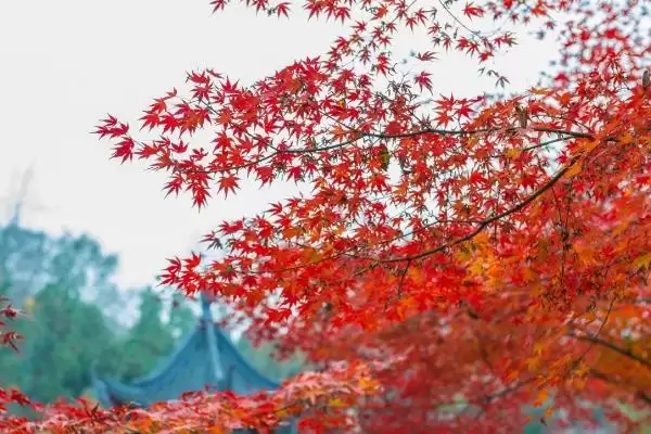 栖霞山红叶观赏最佳时间：11月中旬至12月中旬的美丽时刻插图1