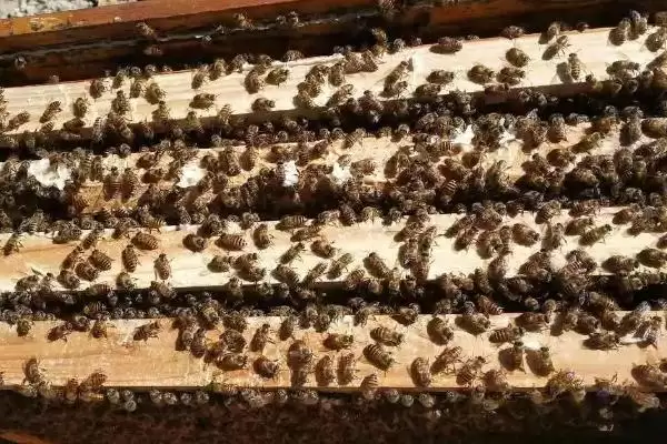 一箱蜜蜂的价格，通常需要300-600元左右插图1