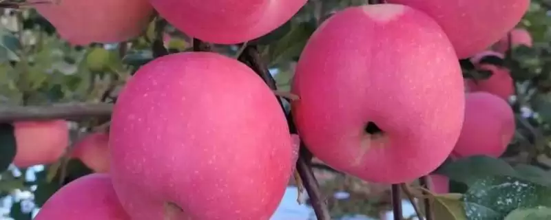 常见的苹果品种,红富士、金帅、红将军等品种较常见-会东网