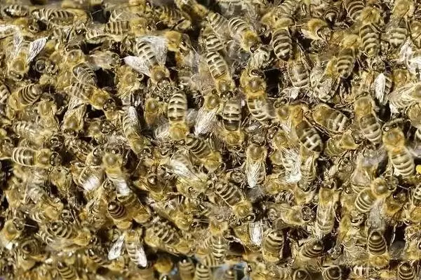 养蜂入门技术，这7个方面都需掌握插图1
