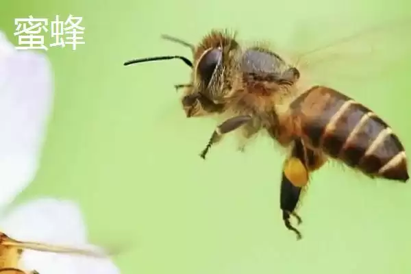 胡蜂和蜜蜂的区别，生物学分类、食物习性均不同插图2
