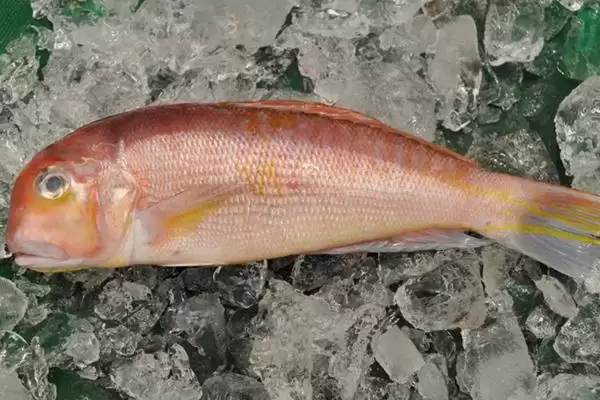 马头鱼是怎样的鱼类 ,马头鱼是最古老脊椎动物吗插图2