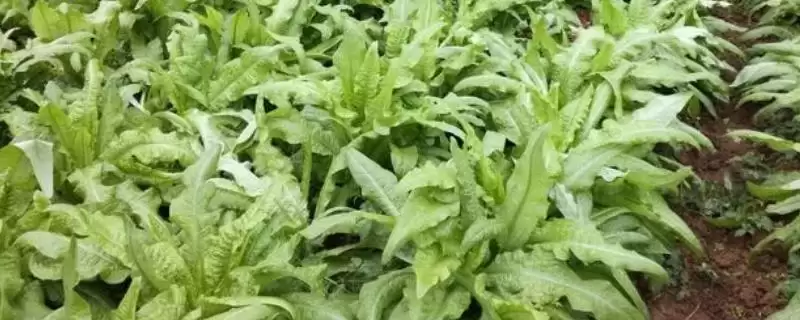 莴笋的种植方法？种植莴笋要遵循哪些科学的种植步骤和管理要点？-会东网