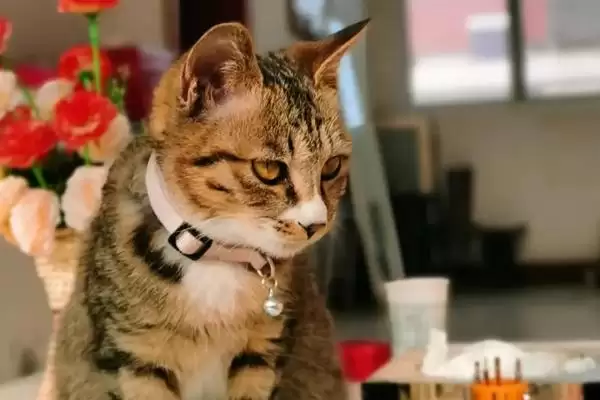 猫拉肚子是什么原因导致的 ,猫拉肚子和感冒应激有关吗插图1