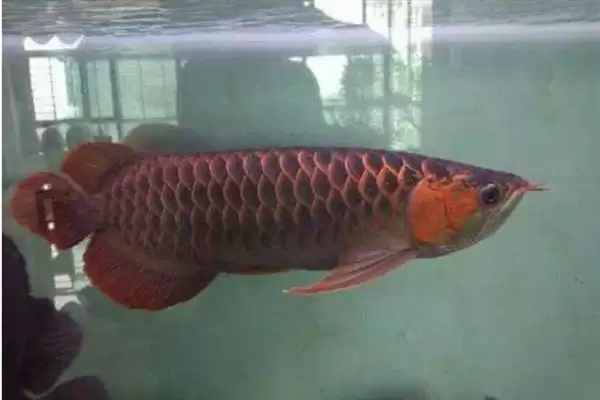 蓝底金龙鱼的灯光选择 ,蓝底金龙鱼为何可选超光灯等？插图4