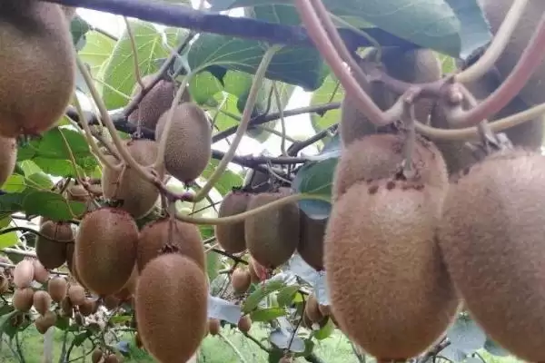 猕猴桃的夏季管理技术有哪些呢 ,猕猴桃夏季施肥应遵循少许多次原则插图6 猕猴桃的夏季管理技术有哪些呢 ,猕猴桃夏季施肥应遵循少许多次原则插图6