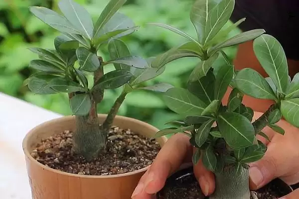 沙漠玫瑰秋季浇水方法？秋季给沙漠玫瑰浇水要掌握哪些要点？插图2