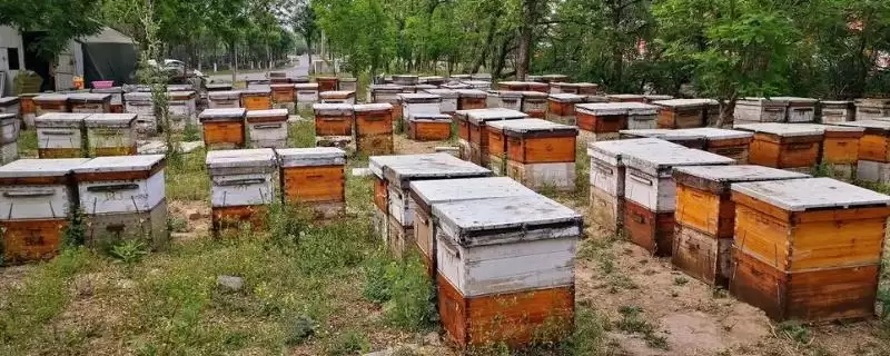 养蜂有没有补贴，取决于当地的政策-会东网