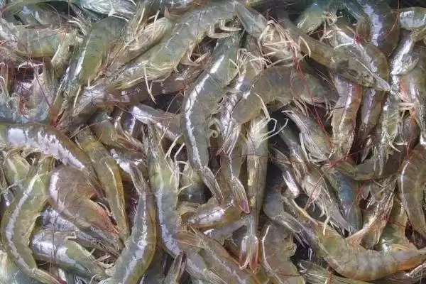南美白对虾和中国对虾的差异大揭秘：外形和分布的不同之处插图4