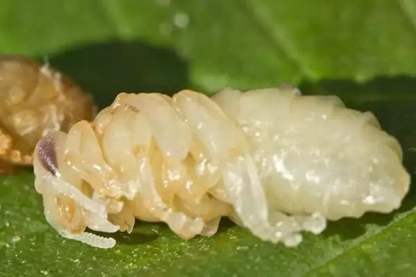 蜂王幼虫吃什么食物，蜂王幼虫吃蜂王浆插图1