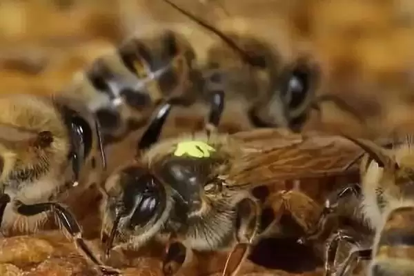 蜜蜂双王群的优势，繁殖速度快且适应能力强插图3