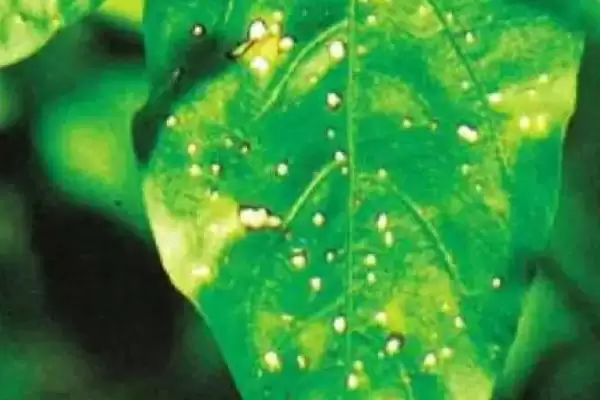 辣椒白星病的症状 ,辣椒白星病主要危害叶片的表现？插图1