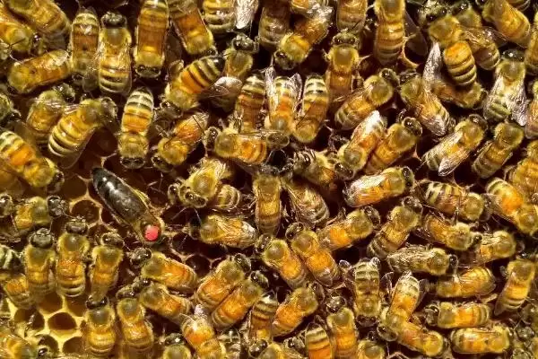 意蜂怎样组织双王群，先混淆两群蜂的群味后再组成双王群插图3