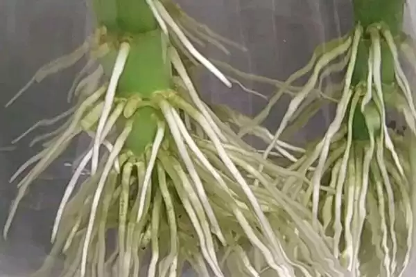 让富贵竹生根的方法?促使富贵竹生根要掌握哪些有效的水培和养护技巧?插图3 让富贵竹生根的方法?促使富贵竹生根要掌握哪些有效的水培和养护技巧?插图3