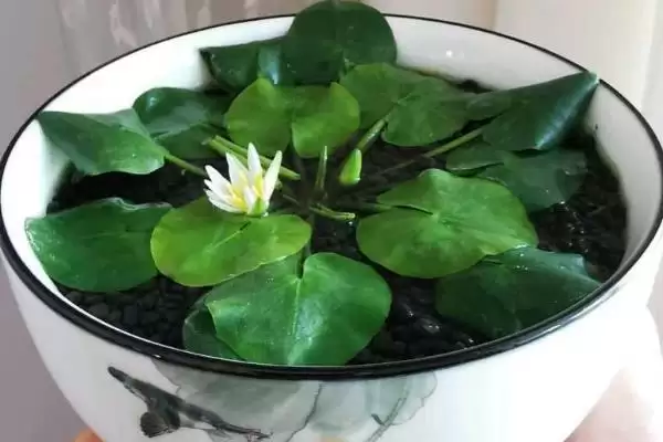 小睡莲无土水培的方法和要点?无土水培小睡莲需掌握哪些关键技巧?插图7 小睡莲无土水培的方法和要点?无土水培小睡莲需掌握哪些关键技巧?插图7