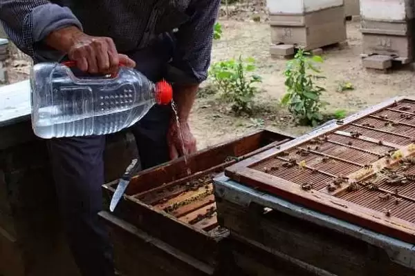 中蜂奖励饲喂要喂几天，一般是60天甚至更长插图2