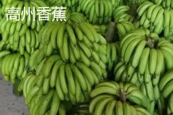 广东省高州市的特产，储良龙眼是著名优良品种插图4