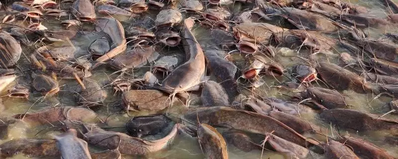 鲶鱼的凶猛本色：凶猛的捕食性鱼类的生存之道-会东网