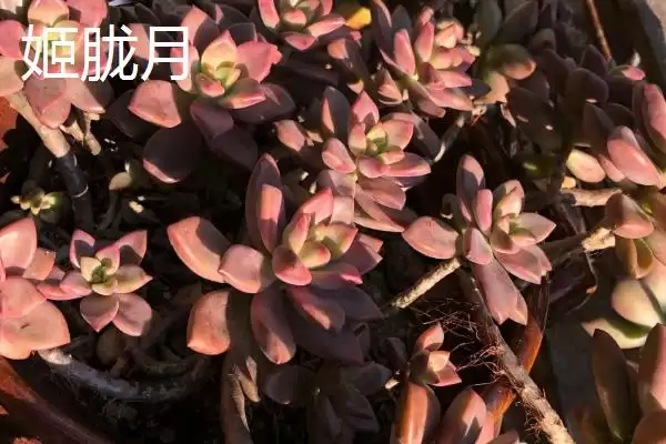新手必看！姬胧月、虹之玉、冬美人等易养多肉植物推荐插图1