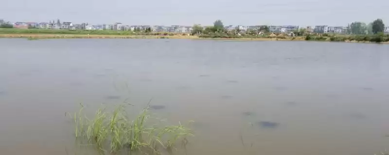 静水土池塘养鱼高产技术 ,静水土池塘养鱼如何实现高产，密度有何要求？-会东网