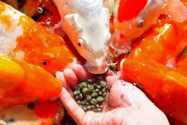 锦鲤的增色饲料 ,喂什么能让锦鲤增色比较快呢插图1