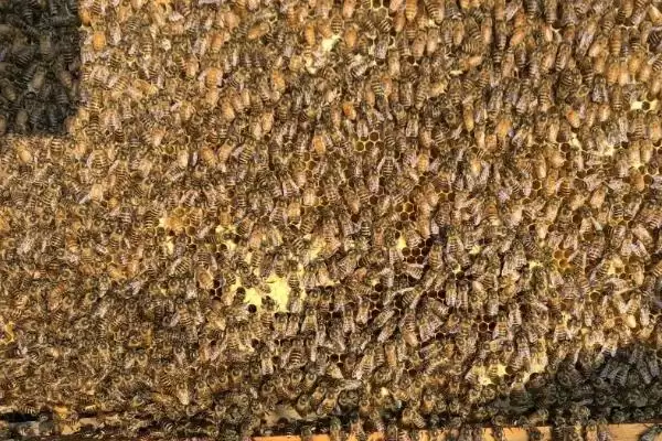 新蜂王怎样放进蜂群中，可直接介王或间接介王插图3