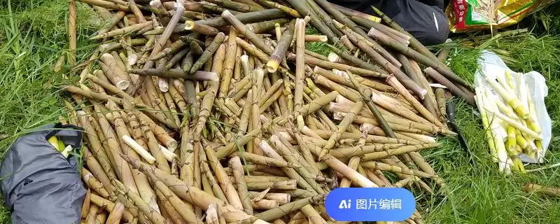 竹笋壳做肥料的可行性和要点？利用竹笋壳做肥料需注意什么？-会东网