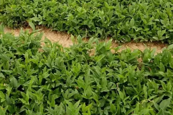 了解郓半夏价格的方法和重点?了解郓半夏价格要做好哪些细节?插图3 了解郓半夏价格的方法和重点?了解郓半夏价格要做好哪些细节?插图3