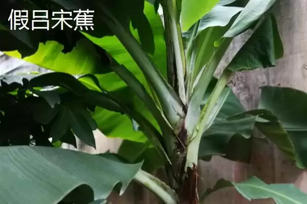 台湾香蕉的主要栽培品种，常见的有李林蕉、玫瑰蕉、旦蕉等插图13