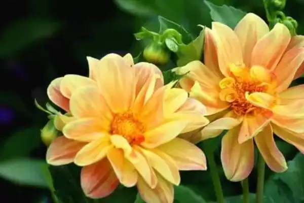 小丽花开花时间的要点和判断？判断小丽花开花时间需注意什么？插图1