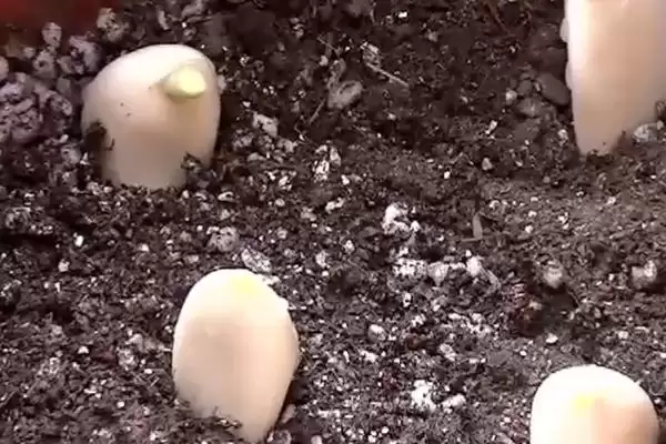 确定种大蒜时间的方法和重点？确定种大蒜时间要做好哪些细节？插图4