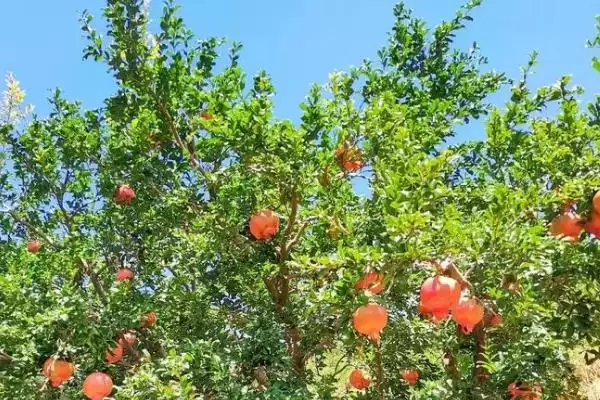 石榴树的外形特点，树冠内分枝多且叶对生或簇生插图1