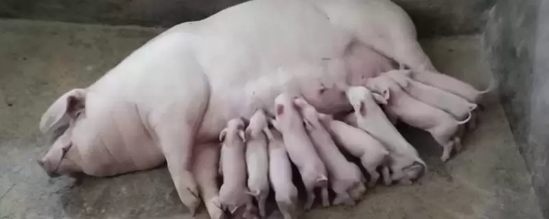 母猪生产多长时间算为难产情况呢,母猪生产超过 3 个小时算为难产情况插图 母猪生产多长时间算为难产情况呢,母猪生产超过 3 个小时算为难产情况插图