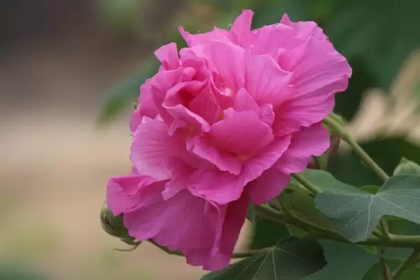 木芙蓉花具有什么寓意呢,木芙蓉花寓意纯洁美丽、富贵吉祥等寓意插图4