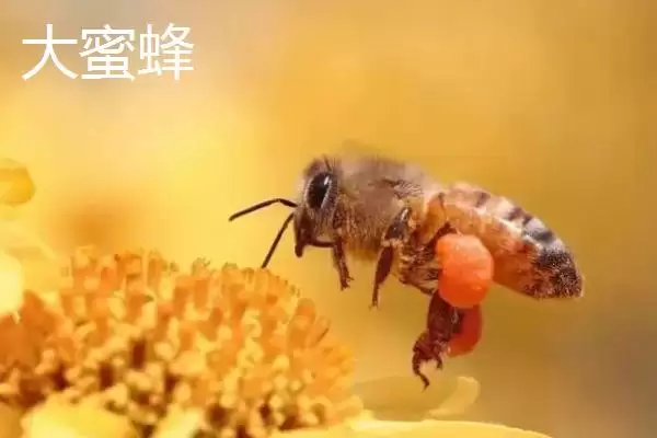 小蜜蜂和大蜜蜂有什么区别，体型是最大不同插图4