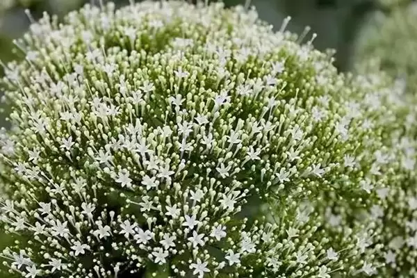 夕雾花花语的含义和要点？理解夕雾花花语需关注哪些关键？插图1