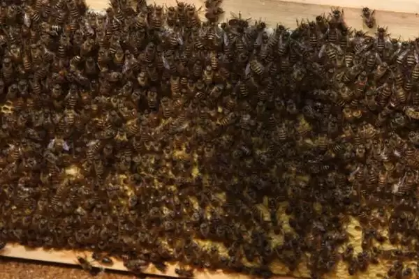 割脾造王是什么原理及育王技术，第一步是人为造成蜂群失王插图2