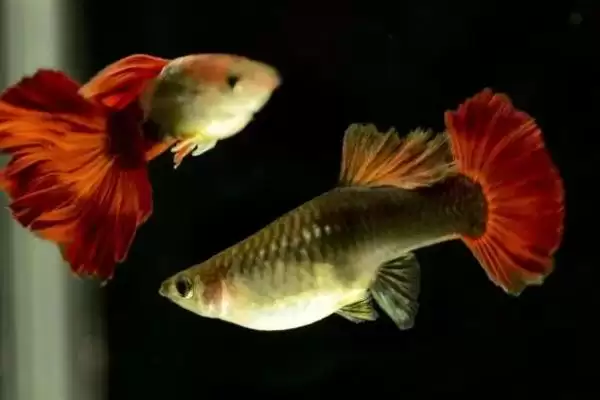 孔雀鱼的交配方式 ,孔雀鱼发情时如何自主交配呢？插图3