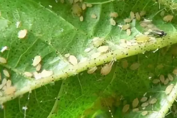 冬瓜瓜蚜危害症状，多群集在叶背、嫩茎和嫩梢刺吸汁液插图2