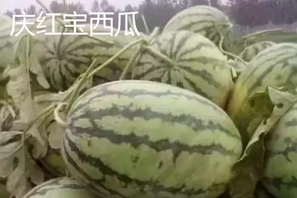 了解西瓜常见品种的方法和重点?认识西瓜品种要做好哪些细节?插图6 了解西瓜常见品种的方法和重点?认识西瓜品种要做好哪些细节?插图6